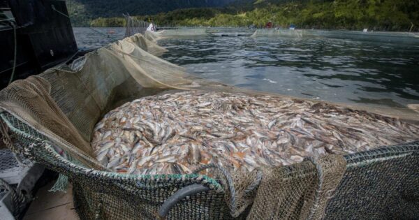 Chilean salmon, a highly contested pink gold