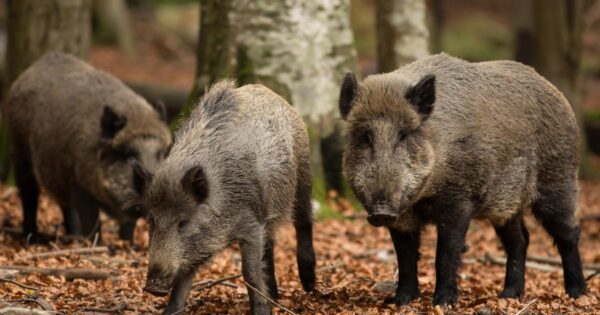 a horde of wild boars rules near Nantes