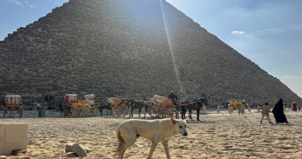 in Egypt, the new stray dog attraction at the pyramids