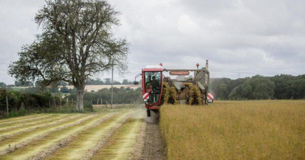 Increased revenues, factory development… Lessons from flax to revive French industries