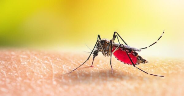 Dengue epidemic declared in Guadeloupe