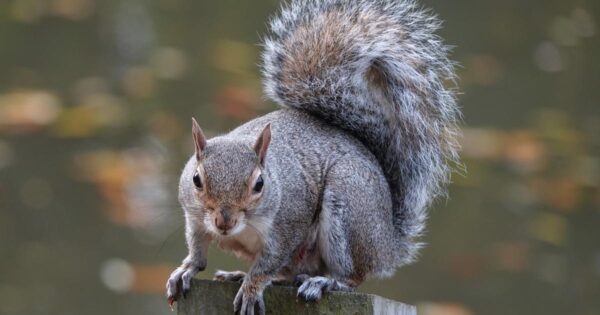 the appearance of a squirrel before Kamala Harris’s defeat speech ignites X