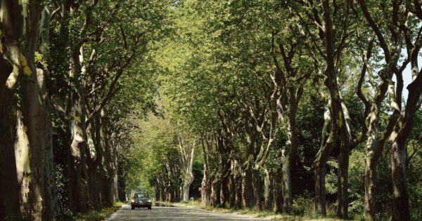 a loving and joyfully nostalgic evocation of a vanished France