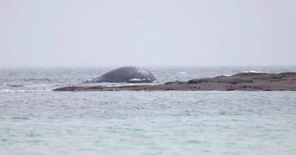 A whale found dead on a beach in the English Channel